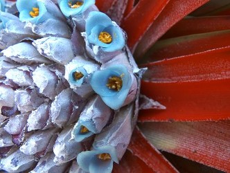 Fasciculaira bicolor Hardy Bromelia Close Up copyright www.PerkGroen.nl